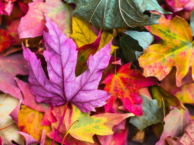 Un papier à base de feuilles mortes contre la permacrise du papier !