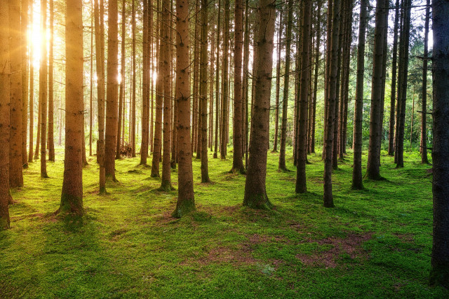 Idée reçue : les forêts européennes disparaissent !